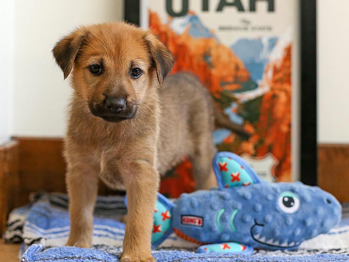 chinook puppy